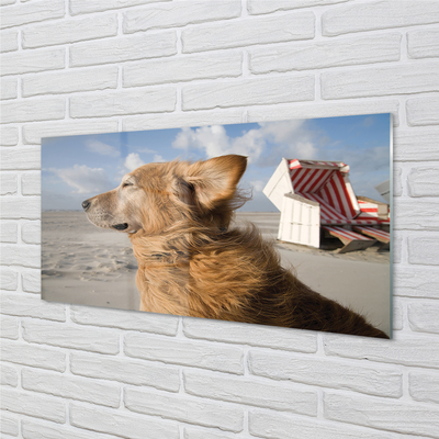 Obraz na skle Hnědý pes beach