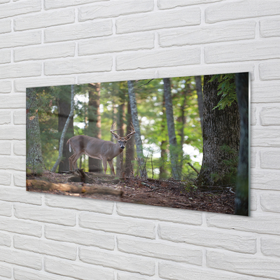 Obraz na skle jelen lesní