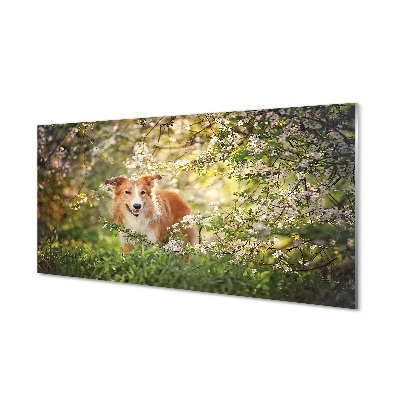 Obraz na skle Psí lesní květiny