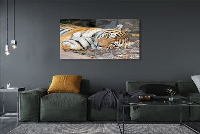 Obraz na skle ležící tygr
