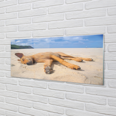 Obraz na skle Ležící pes pláž