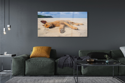 Obraz na skle Ležící pes pláž