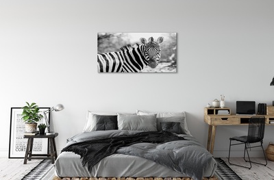 Obraz na skle retro zebra