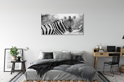 Obraz na skle retro zebra