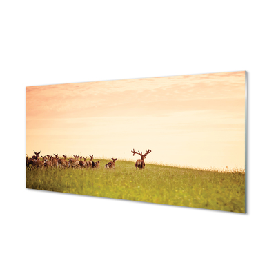 Obraz na skle Stádo jelenů pole svítání