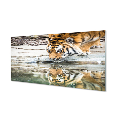 Obraz na skle tiger pití