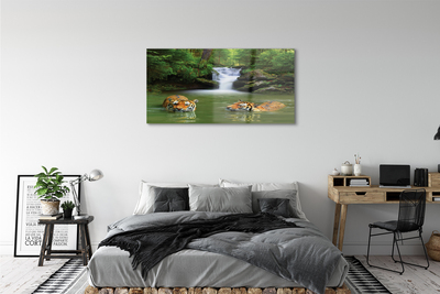 Obraz na skle vodopád tygři