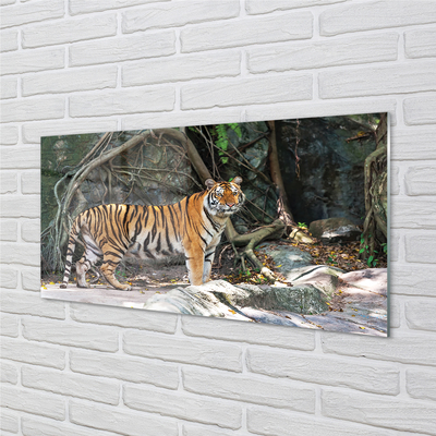 Obraz na skle tygr džungle