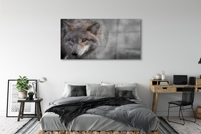 Obraz na skle Vlk