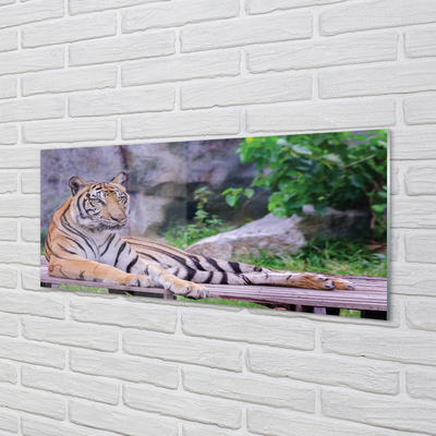 Obraz na skle Tiger v zoo
