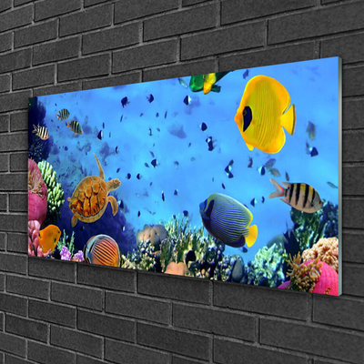 Obraz na skle Korálový Útes Ryba Příroda