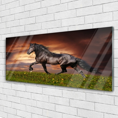 Obraz na skle Černý Kůň Louka Zvířata