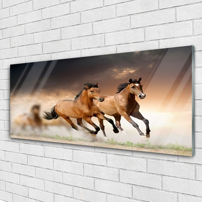 Obraz na skle Koně Zvířata