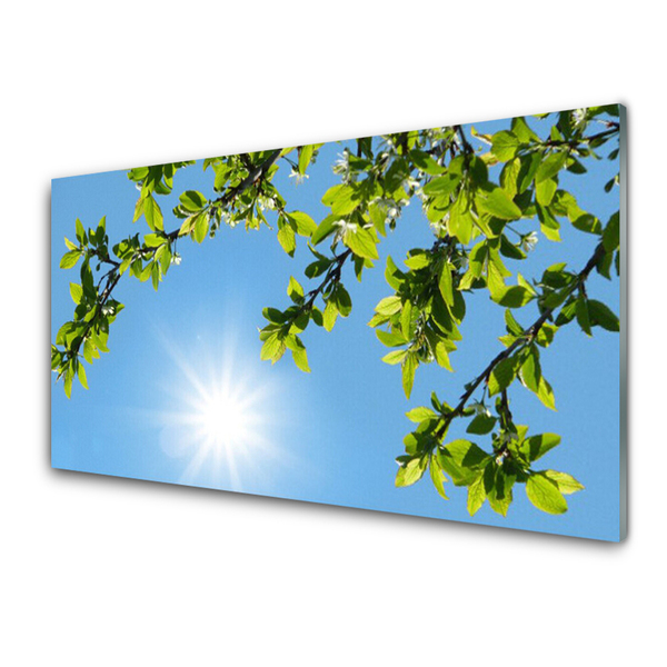 Obraz na skle Slunce Příroda