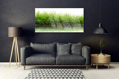 Obraz na skle Tráva Voda Příroda Rostlina