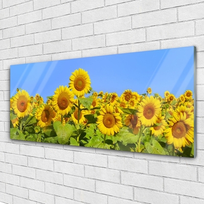 Obraz na skle Slunečnice Květ Rostlina