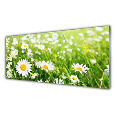 Obraz na skle Sedmikráska Květ Rostlina