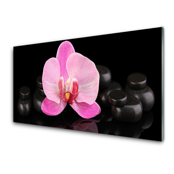 Obraz na skle Květ Kameny Rostlina