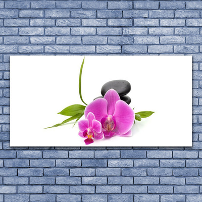 Obraz na skle Květ Kameny Rostlina