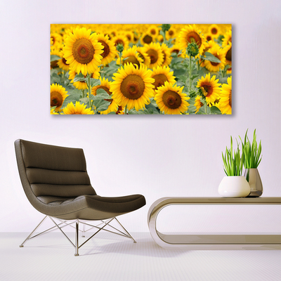 Obraz na skle Slunečnice Rostlina Příroda