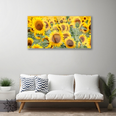 Obraz na skle Slunečnice Rostlina Příroda