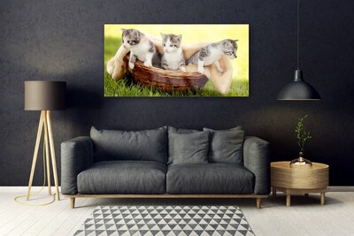 Obraz na skle Kočky Zvířata