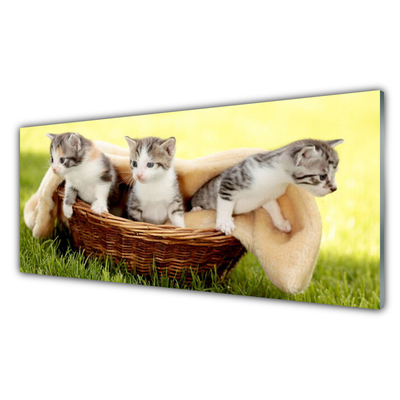 Obraz na skle Kočky Zvířata