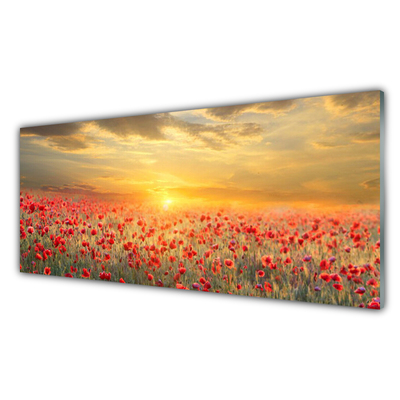 Obraz na skle Slunce Louka Mák Květiny