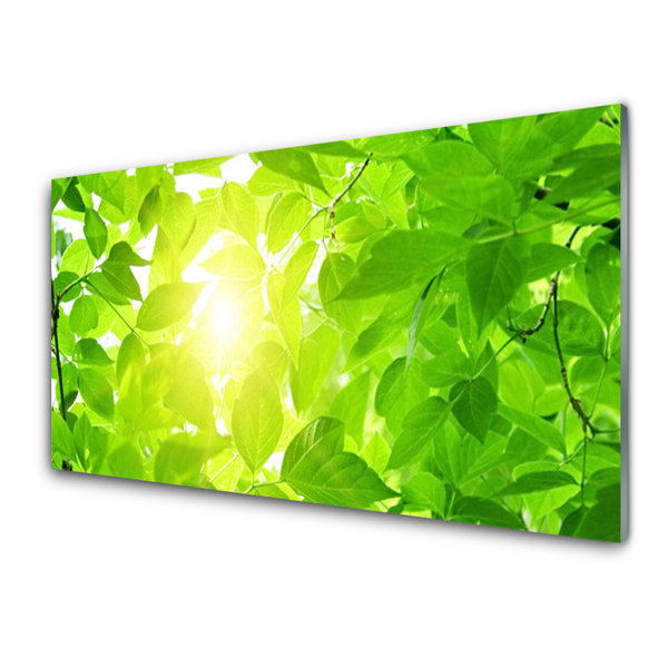 Obraz na skle Listy Příroda Slunce Rostlina