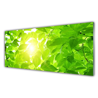 Obraz na skle Listy Příroda Slunce Rostlina