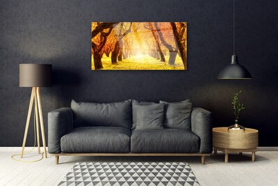 Obraz na skle Les Stezka Stromy Příroda