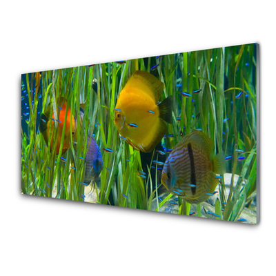 Obraz na skle Ryba Řasy Příroda