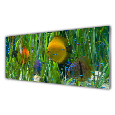 Obraz na skle Ryba Řasy Příroda