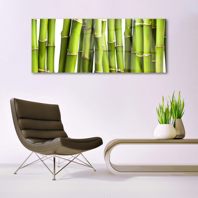 Obraz na skle Bambus Rostlina Příroda