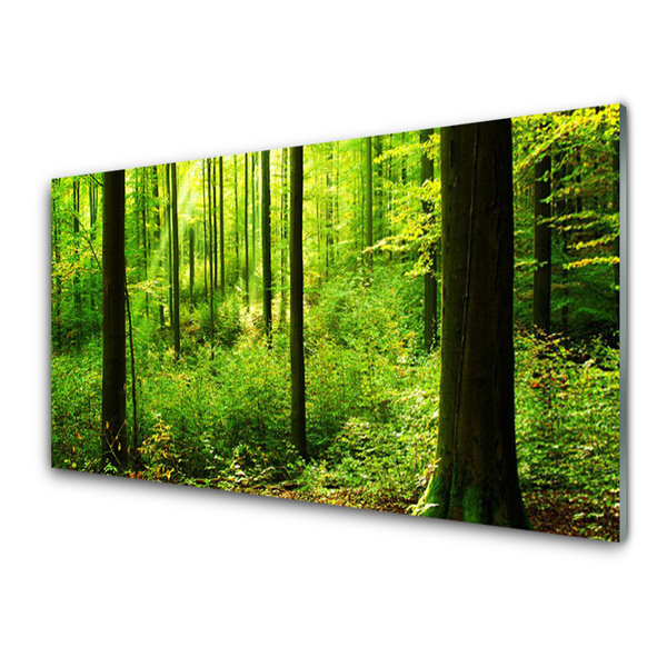 Obraz na skle Les Zeleň Stromy Příroda
