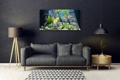 Obraz na skle Ryba Kameny Listy Příroda