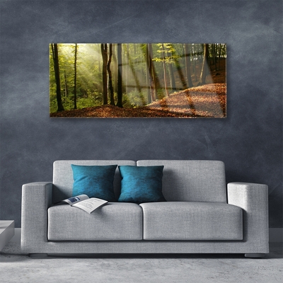 Obraz na skle Les Stromy Příroda
