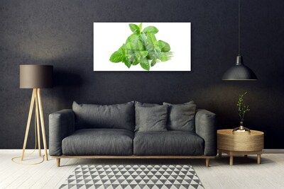 Obraz na skle Máta Rostlina Příroda