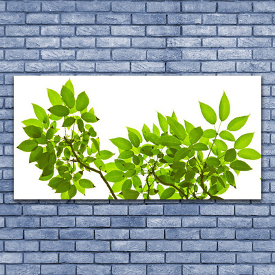 Obraz na skle Větev Listy Rostlina Příroda