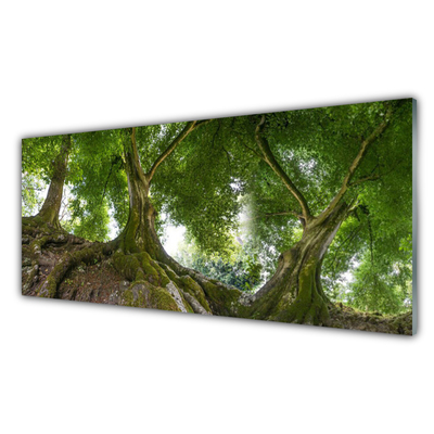 Obraz na skle Stromy Rostlina Příroda