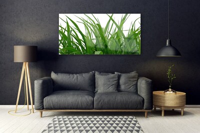 Obraz na skle Tráva Rostlina Příroda