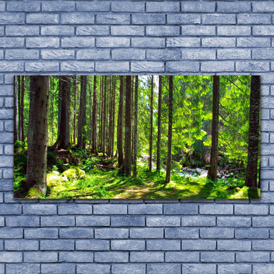 Obraz na skle Les Stromy Rostlina Příroda
