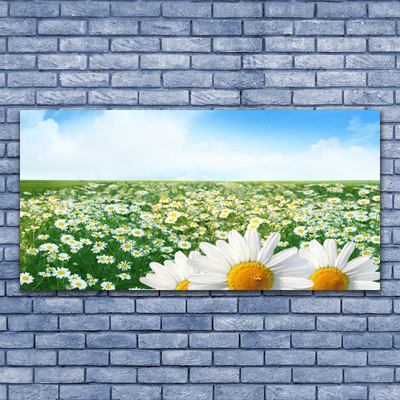 Obraz na skle Sedmikrásky Květiny Louka Pole