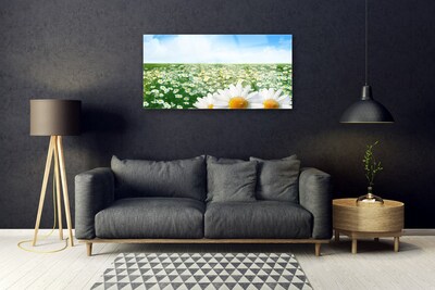 Obraz na skle Sedmikrásky Květiny Louka Pole