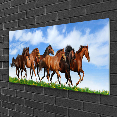 Obraz na skle Cválající Koně na Pastvině