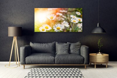 Obraz na skle Sedmikrásky Květiny Paprsky