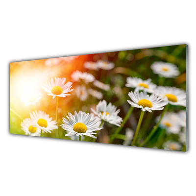 Obraz na skle Sedmikrásky Květiny Paprsky