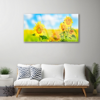 Obraz na skle Slunečnice Květiny Příroda