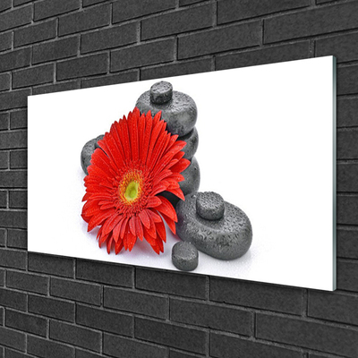 Obraz na skle Květiny Gerbery Kameny Zen