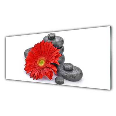 Obraz na skle Květiny Gerbery Kameny Zen